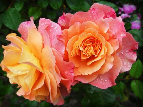 花rose-174817_640