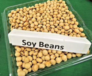 大豆soy-beans