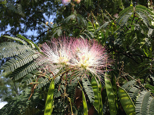 DHC Pアップ セラムネムノキ樹皮エキス2013-08-26_14_23_49_closeup_of_albizia_julibrissin_foliage_flowers_and_immature_fruits_in_ewing_new_jersey