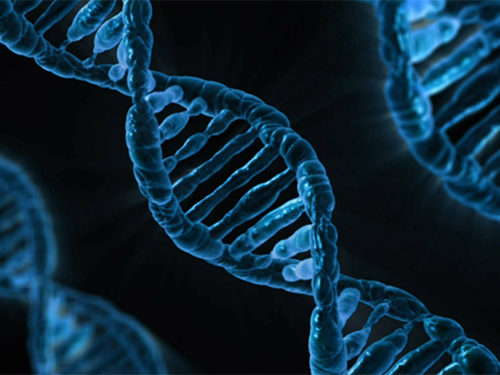 遺伝子DNA